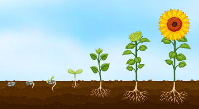 Week 3: Life Cycle of Plants